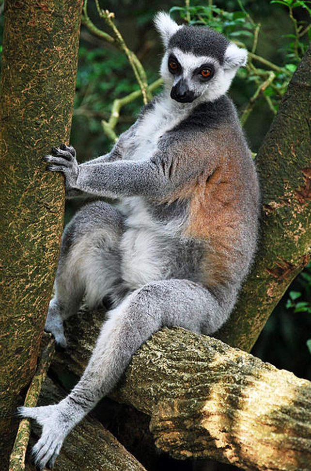 Lemur in Singapore Zoo