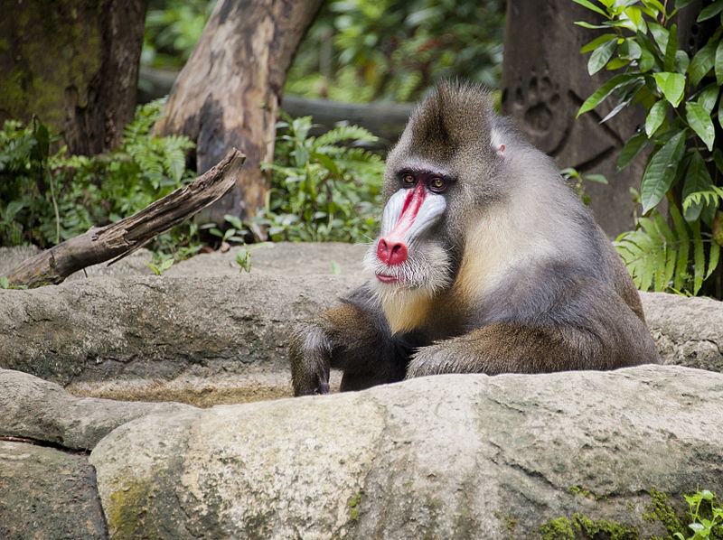 Mandrill in Singapore Zoo